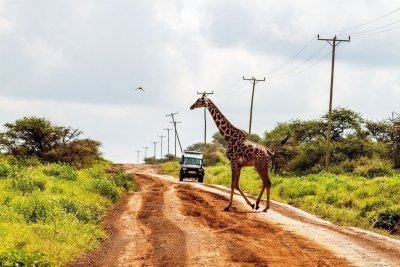 Nairobi National Park Morning Game Drive With Free Pickup