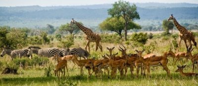 Lake Manyara National Park Day Trip - Private Tour from Arusha