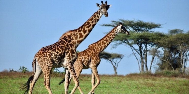 Lake Manyara National Park Day Trip - Private Tour from Arusha