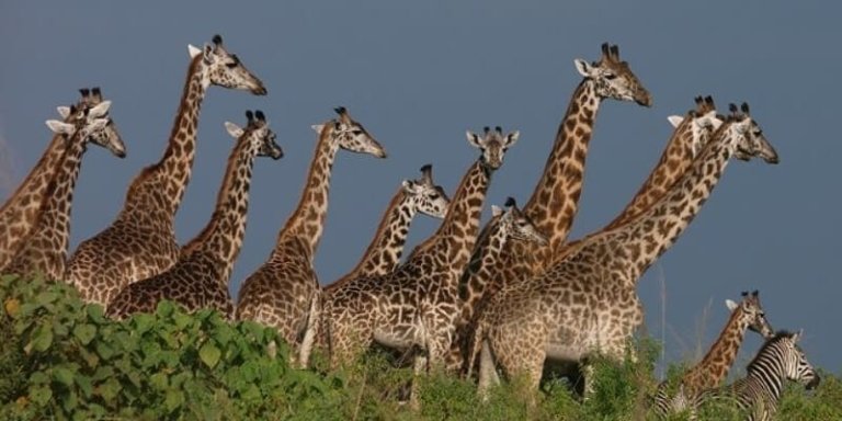 Arusha National Park Day Trip - Private Tour from Arusha