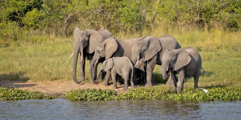 3-Day Queen Elizabeth Wildlife Tour