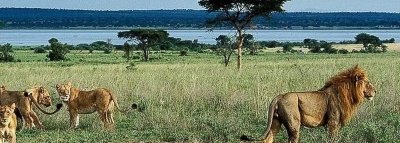 3-Day Queen Elizabeth Wildlife Tour