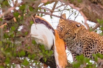 Primates, Predators & Craters:A 12-Day Uganda, Kenya & Tanzania Safari