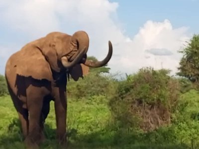 Gorilla Trekking Experience