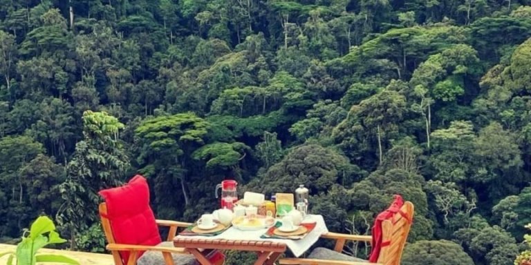 Gorilla Trekking Experience