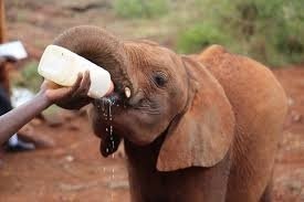 Elephant Orphanage and Giraffe Center Tour with Options