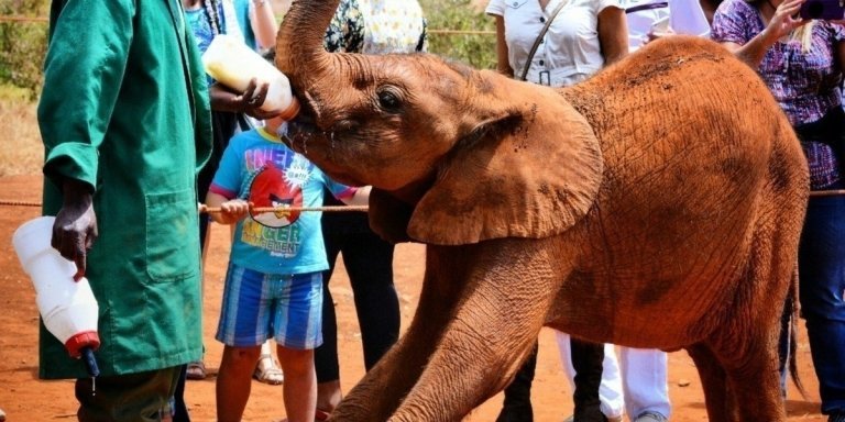 Elephant Orphanage and Giraffe Center Tour with Options