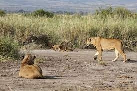 Nairobi National Park Morning Or Evening Game Drive Tour