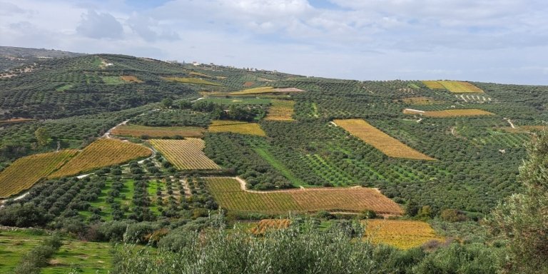 Private Tour - Wine Olive Oil Tasting and Pottery in Heraklion