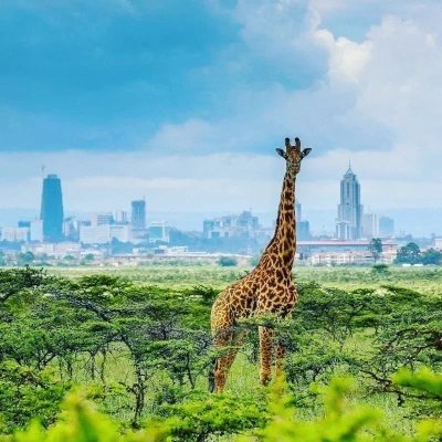 Nairobi National Park, Giraffe Center, Orphanage & Bomas Trip