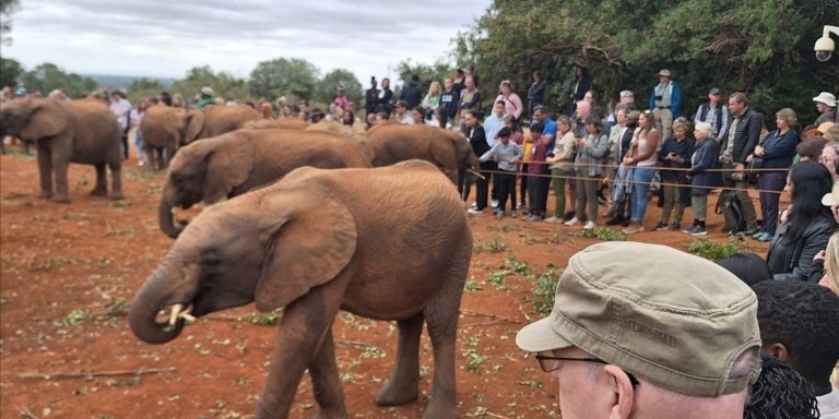 Elephant Orphanage And Giraffe Centre Half Day Trip