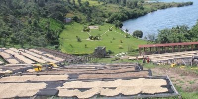 Half Day Boat Tour and Coffee Tour - crop to cup