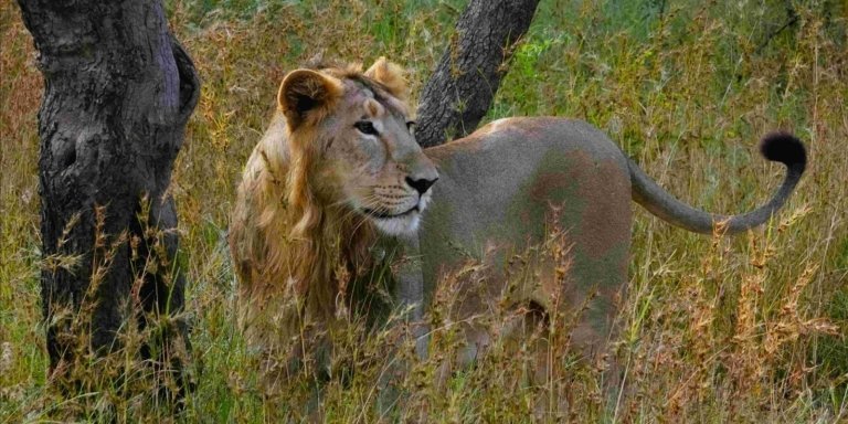 6-Day Intense Game Drive in Serengeti, Tarangire, Ngorongoro Crater.