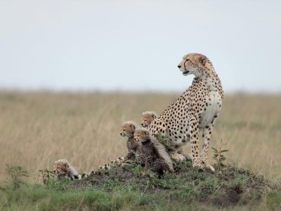 6-Day Intense Game Drive in Serengeti, Tarangire, Ngorongoro Crater.