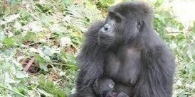 3 DAYS GORILLA TRACKING IN UGANDA