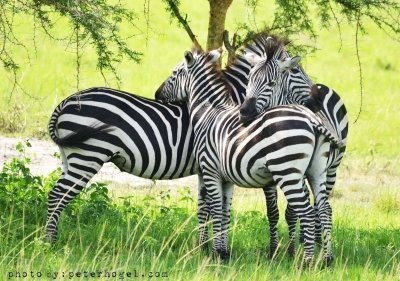 6-Day Gorillas, Chimpanzee, and Wildlife Safari