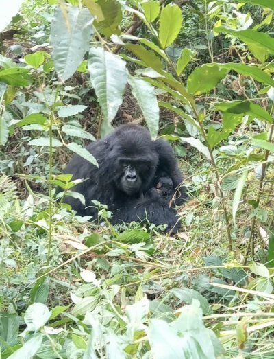 2 DAYS GORILLA TREKKING SAFARI EXPERIENCE IN RWANDA