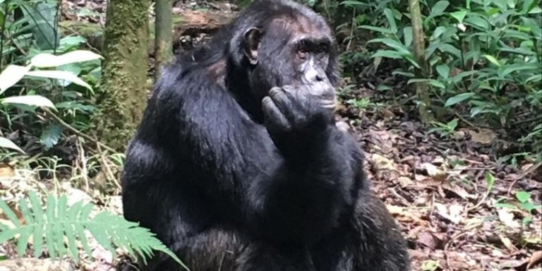 2 DAYS GORILLA TREKKING SAFARI EXPERIENCE IN RWANDA