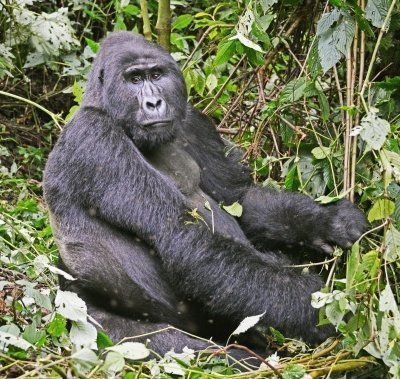 13 Days: Conquer the Rwenzori Mountain & Meet Gorillas in Bwindi.