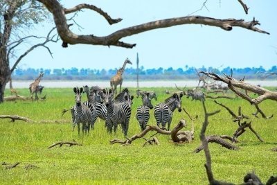 6Days Safari Mikumi /Nyerere NP