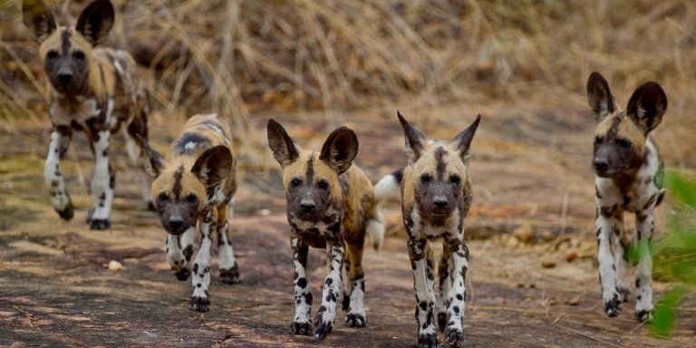 6Days Safari Mikumi /Nyerere NP