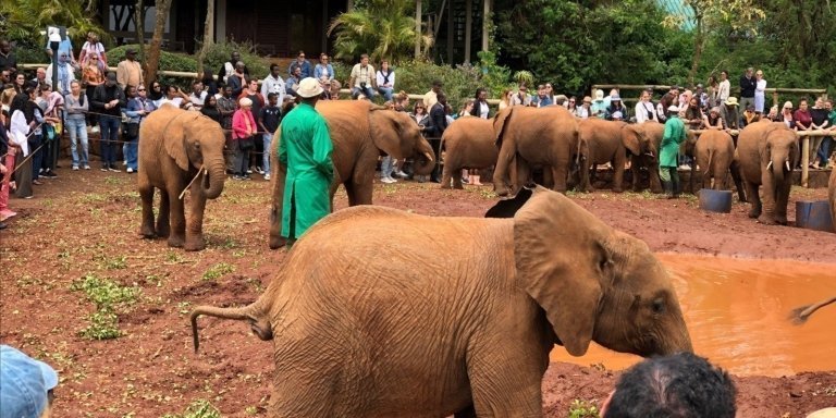 Elephant orphanage and Giraffe center day tour