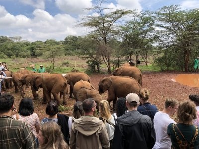 Elephant orphanage and Giraffe center day tour