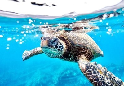 Challenge, Encounter, Unwind: 17 Days Rwenzori, Gorillas & Zanzibar