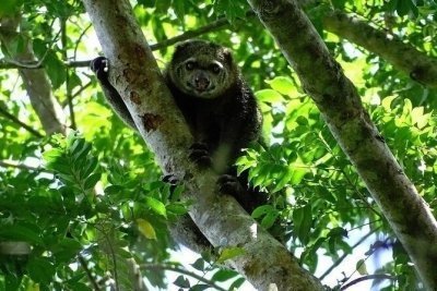 Tangkoko Bitung Manado Nature Tourism Park includes lunch