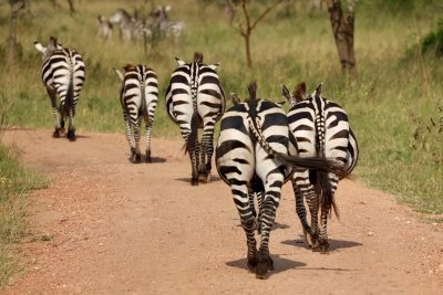 Bramley Adventure Tours And Car Hire Services