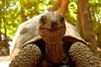 Half day Prison Island Tour