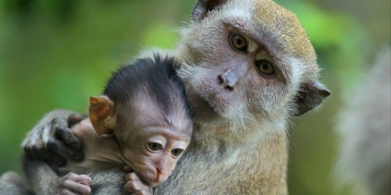 All Inclusive Ubud Tour Monkey Forest, Temple and Waterfall