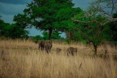 Unboxing Mikumi National Park - 3 Days