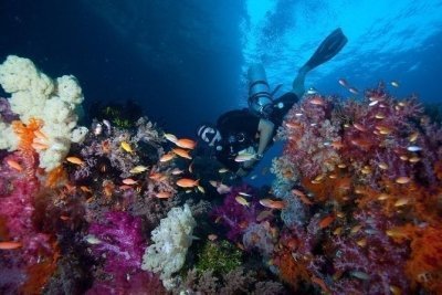 Dive 3 Points on Bunaken Island Including Lunch