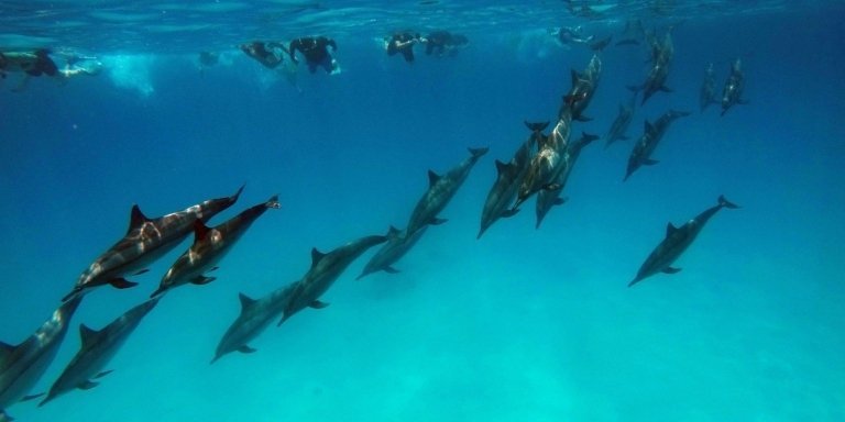 Mnemba Dolphins & Snorkeling Experience