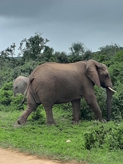 Addo elephant park tour