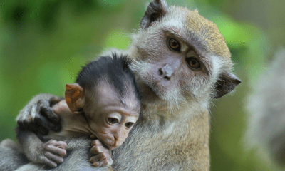 Ubud Highlights Customized Full-Day Private Tour