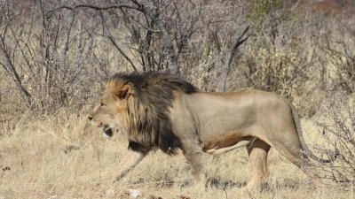 Etosha, Swakopmund & Sossusvlei Camping Safari - 6 Days Etosha, Swakopmund & Sossusvlei Camping Safari - 6 Days