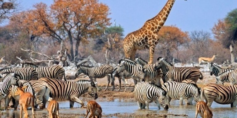 Etosha, Swakopmund & Sossusvlei Camping Safari - 6 Days