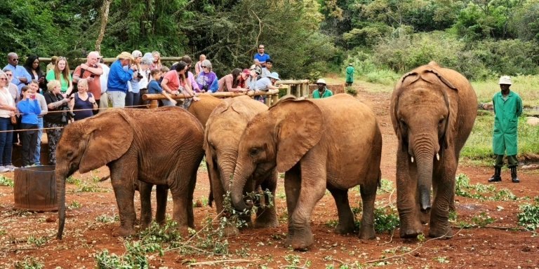 Nairobi National Park, Elephant Orphanage and Giraffe Centre