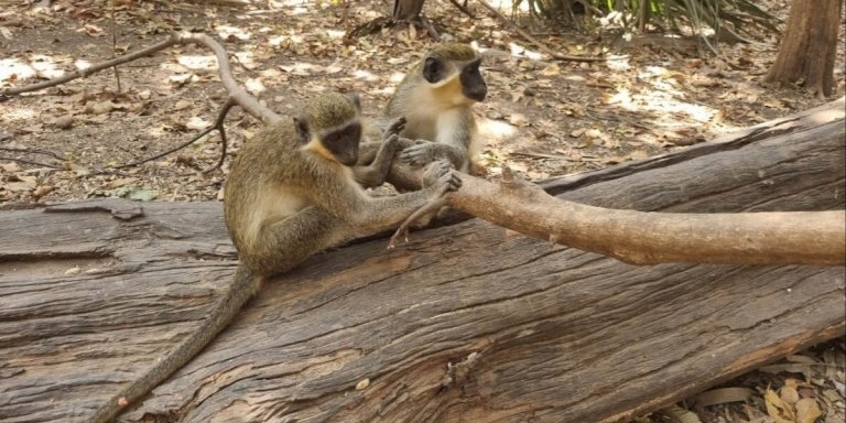 Monkey park (Bijilo Forest Park)