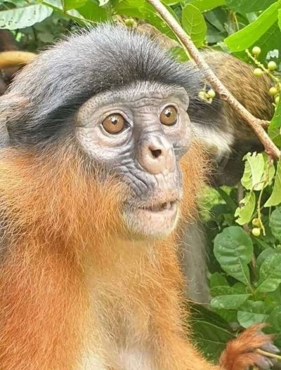 Monkey park (Bijilo Forest Park)