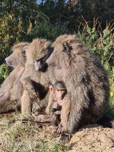 Nairobi National Park Guided Half Day Tour