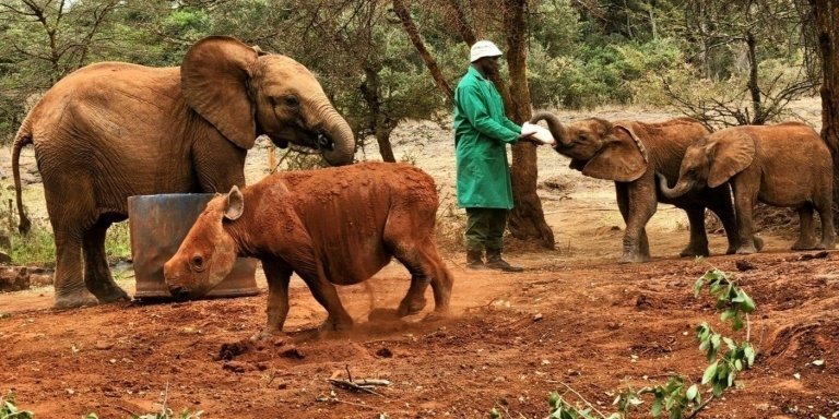 Nairobi National Park, Elephant Orphanage and Karen Blixen Museum