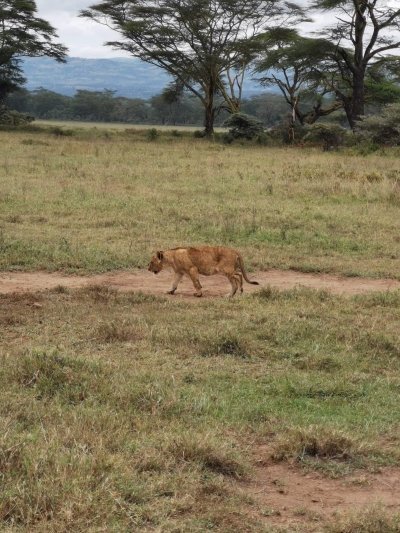 Amboseli National Park Private Day Safari
