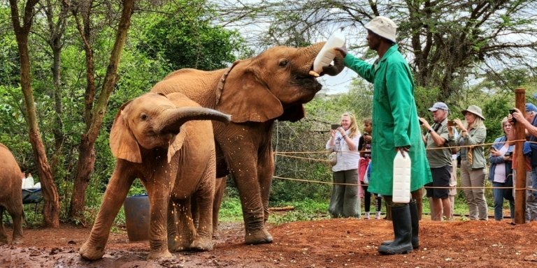 David Sheldrick Elephant Orphanage Tour with free pick-up