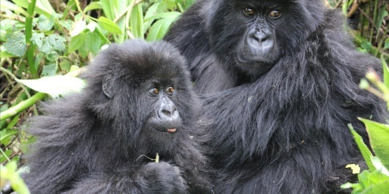 3 day Gorilla trekking Safari in Uganda