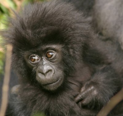 3 day Gorilla trekking Safari in Uganda