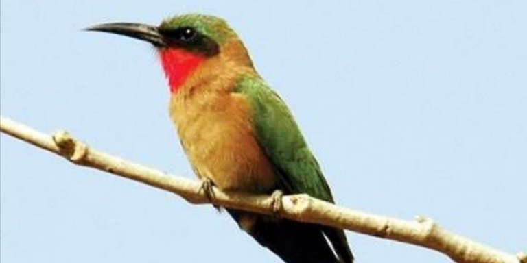 Gambian Excursions Birdwatching trips