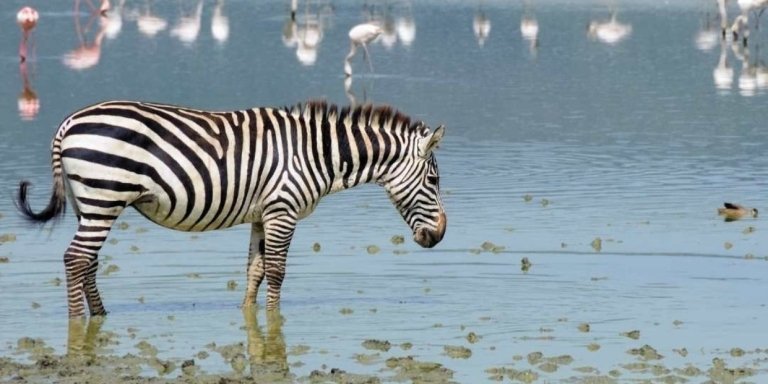 A taste of Tanzania - Tarangire National Park & Ngorongoro Crater